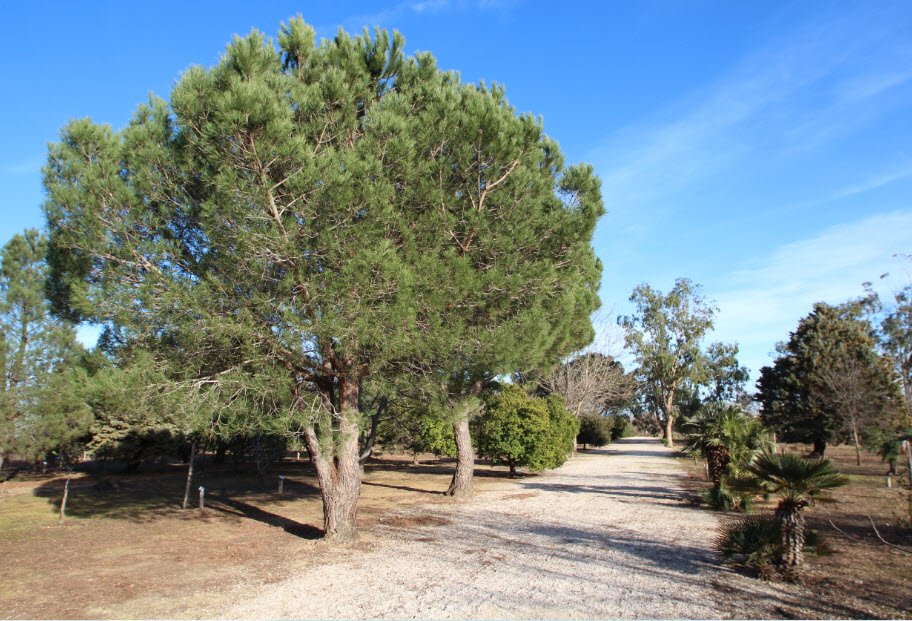 Arboretum C.C.E.A.M.E, Canet-en-Roussillon, France, France